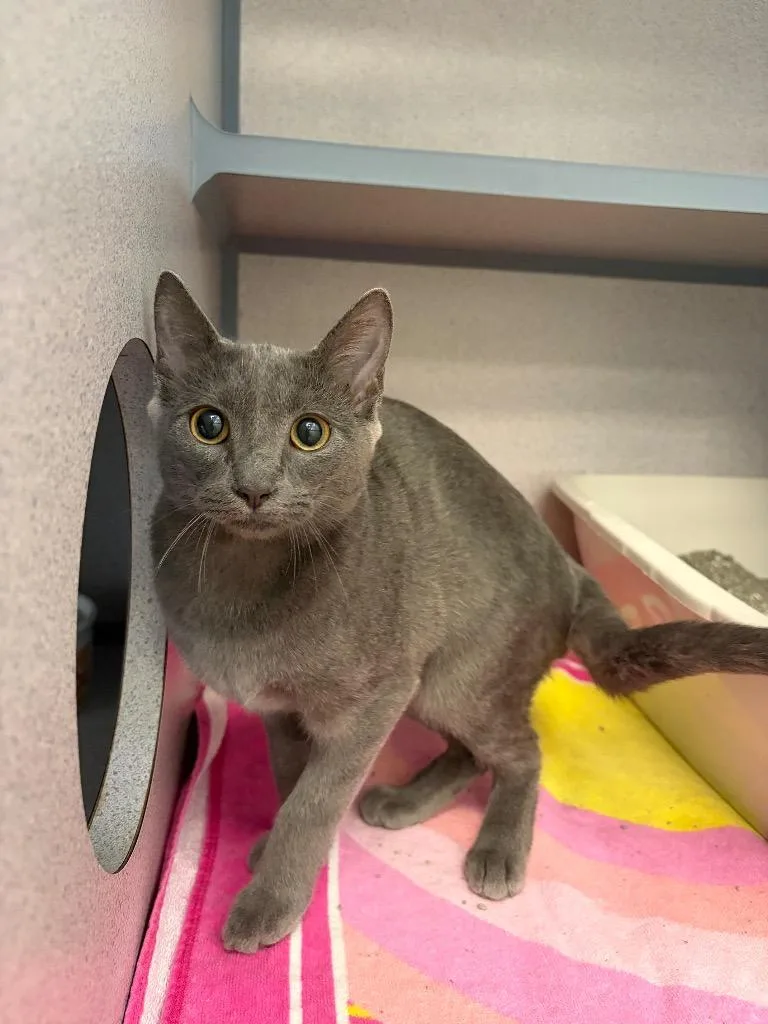 A baby small-sized female Domestic Short Hair cat named Penelope for adoption in Liverpool, NY