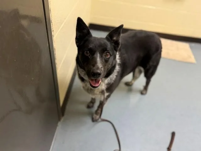 An adult large-sized female Border Collie dog named Luna for adoption in Denver, CO