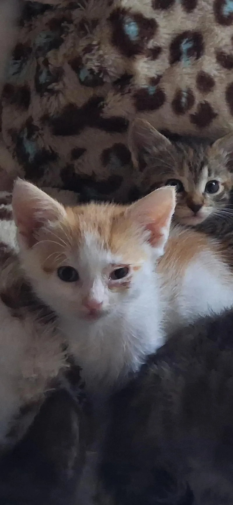 A baby small-sized female Orange & White Domestic Short Hair cat named Jewels for adoption in Belle Vernon, PA