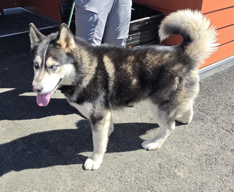An adult large-sized male Black Alaskan Malamute dog named Nanook for adoption in Waldport, OR
