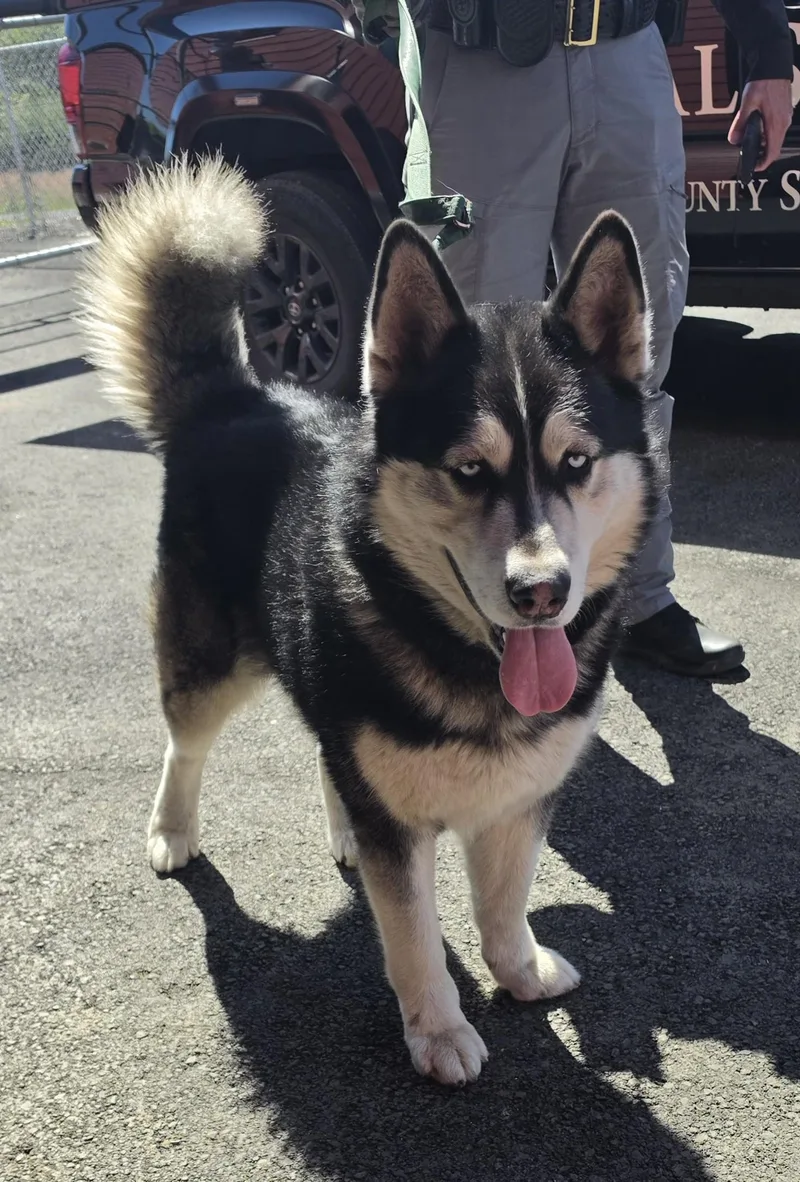 Nanook thumbnail 2