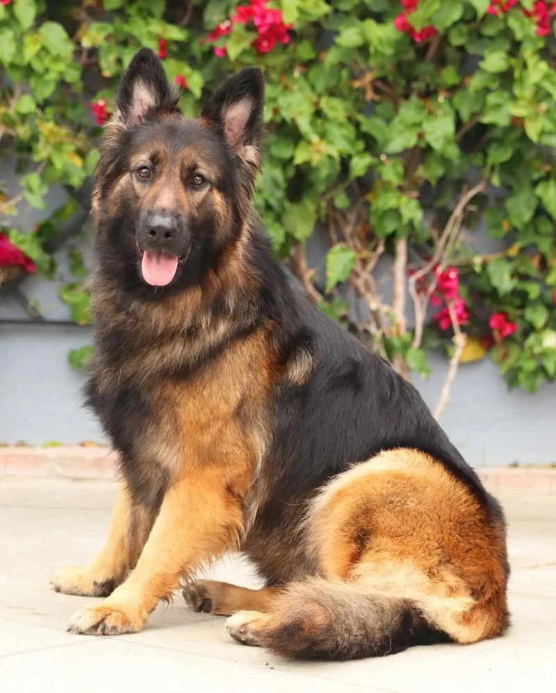 A young large-sized female Black German Shepherd Dog dog named Jenna von Kandern for adoption in Los Angeles, CA