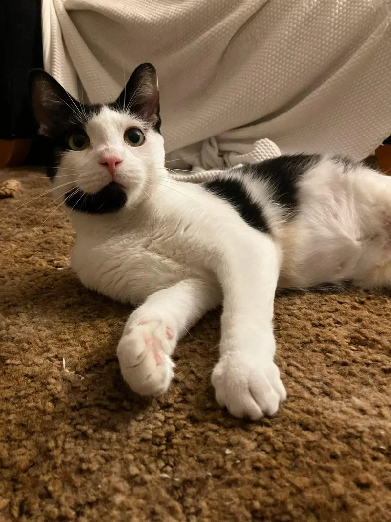 A young medium-sized female Black & White / Tuxedo Domestic Short Hair cat named Lilly for adoption in Stewartsville, NJ