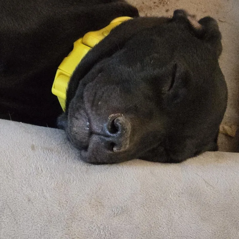 A baby medium-sized female Black Mixed Breed dog named Mackenzie for adoption in Moab, UT