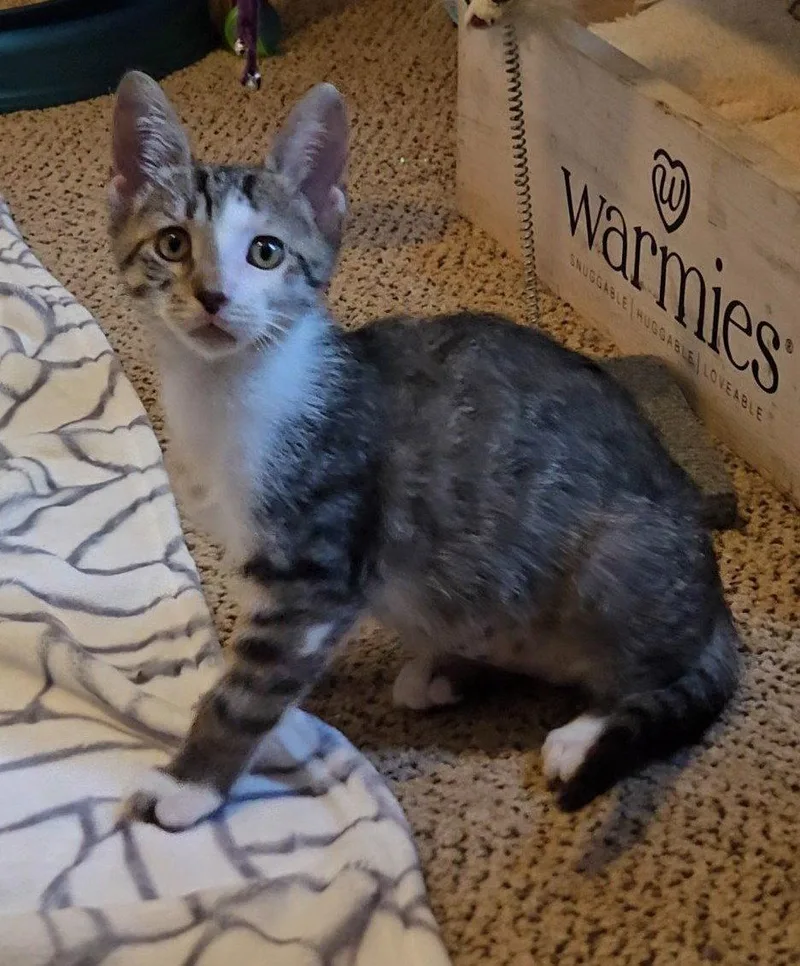 A baby medium-sized female Domestic Short Hair cat named Bunnie  Willow Grove for adoption in Greenville, DE