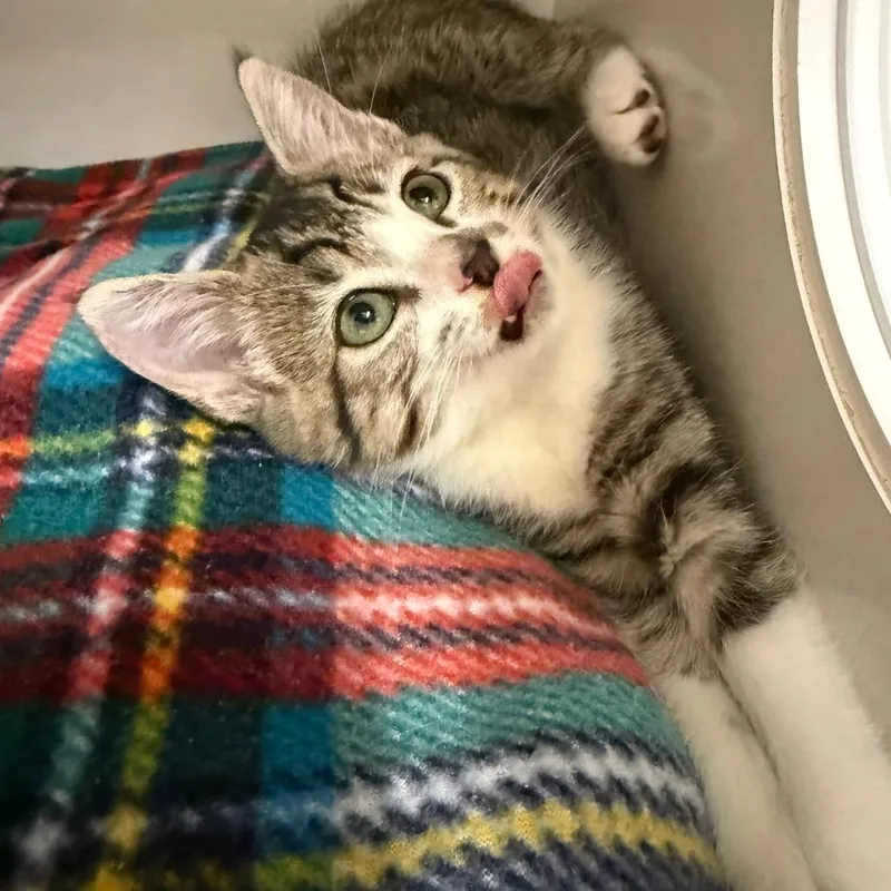 A baby small-sized female Gray / Blue / Silver Domestic Short Hair cat named Hunter for adoption in Redwood City, CA