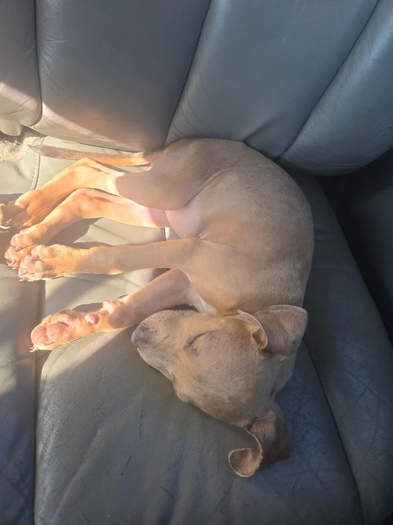 A baby medium-sized female Apricot / Beige American Staffordshire Terrier dog named Betsy Ross for adoption in Amelia, OH