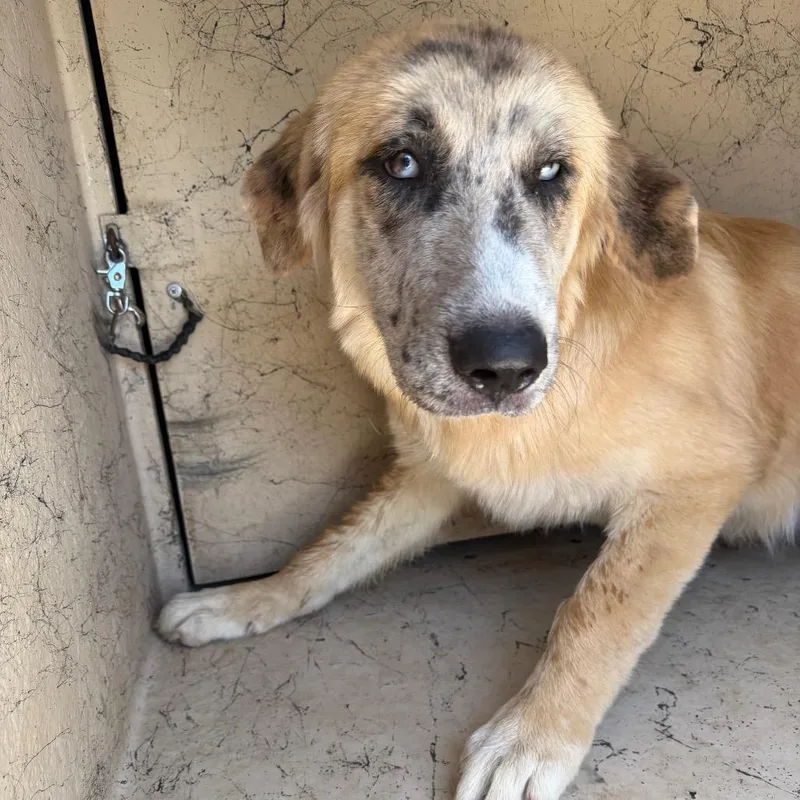 A young large-sized female Yellow / Tan / Blond / Fawn Anatolian Shepherd dog named Georgia for adoption in Bastrop, TX