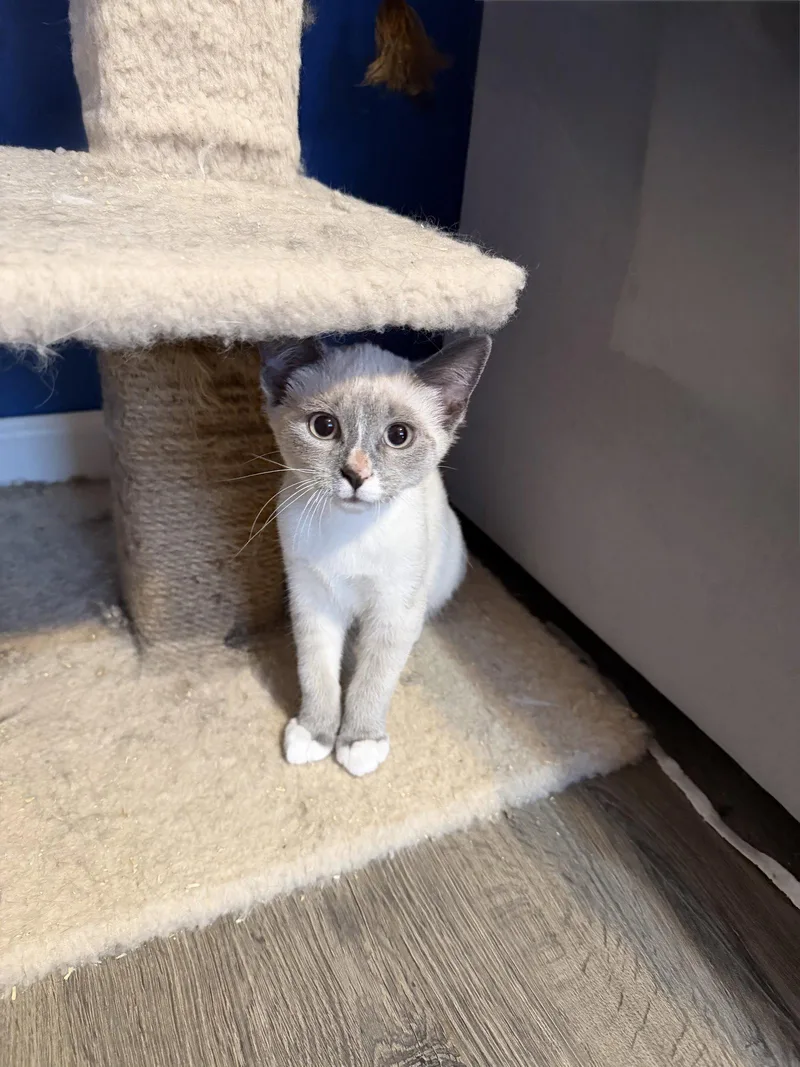 A baby medium-sized female Domestic Short Hair cat named Latte for adoption in Stewartsville, NJ