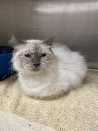 An adult large-sized female Domestic Long Hair cat named Hyphen for adoption in Munster, IN