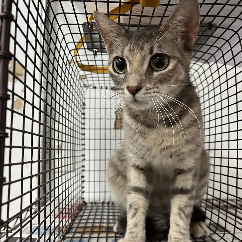 An adult medium-sized female Gray / Blue / Silver Domestic Short Hair cat named Iris for adoption in Edinburg, TX