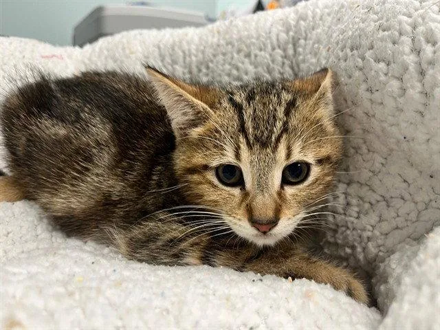 A baby small-sized male Brown / Chocolate Domestic Short Hair cat named Scooby for adoption in Tavares, FL