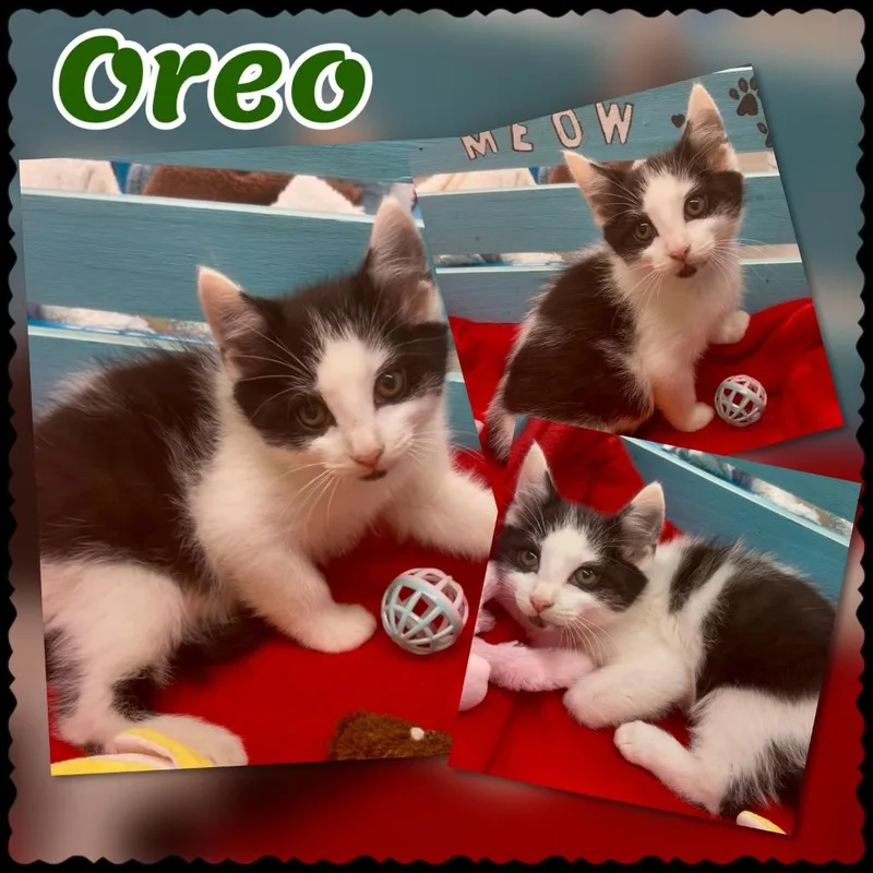 Oreo