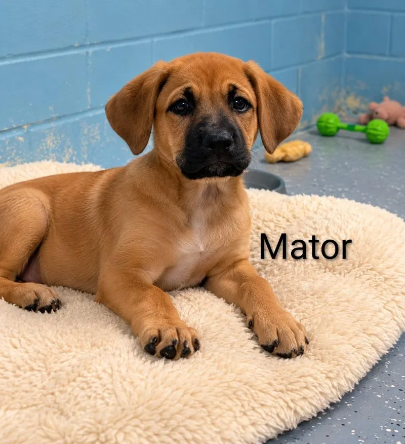 A baby medium-sized male Boxer dog named Mater for adoption in Seven Points, TX