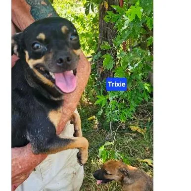 Trixie Rosa thumbnail 3