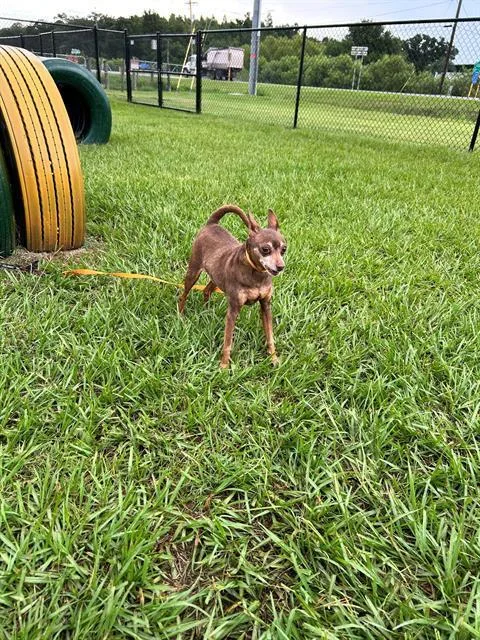 An adult medium-sized female Chihuahua dog named A for adoption in Winter Haven, FL