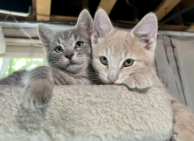 A baby medium-sized male Tabby (Gray / Blue / Silver) Domestic Short Hair cat named Dewy And Sunny for adoption in Rocky Hill, CT