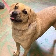 An adult medium-sized female Yellow / Tan / Blond / Fawn Labrador Retriever dog named Coco Pickle for adoption in Novelty, OH