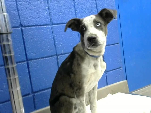 A young medium-sized male Catahoula Leopard Dog dog named Pookie for adoption in Albuquerque, NM