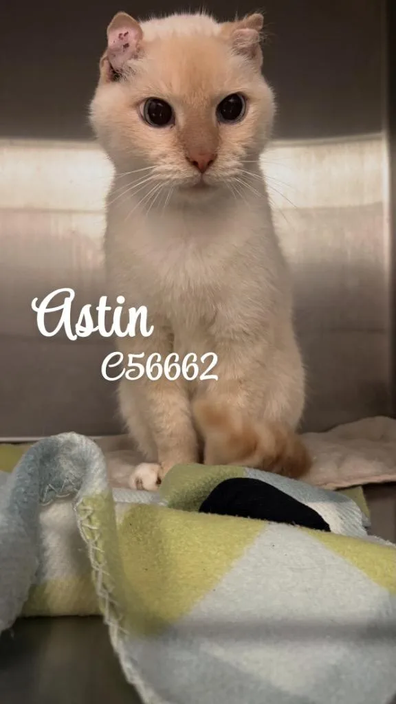 An adult medium-sized male Domestic Short Hair cat named Astin for adoption in Clarksville, TN