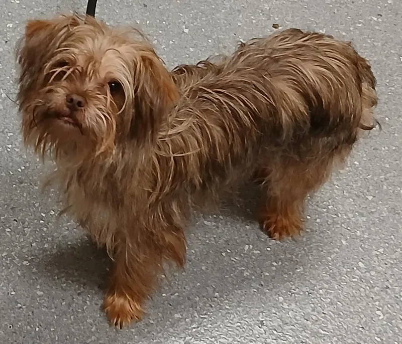 Toto