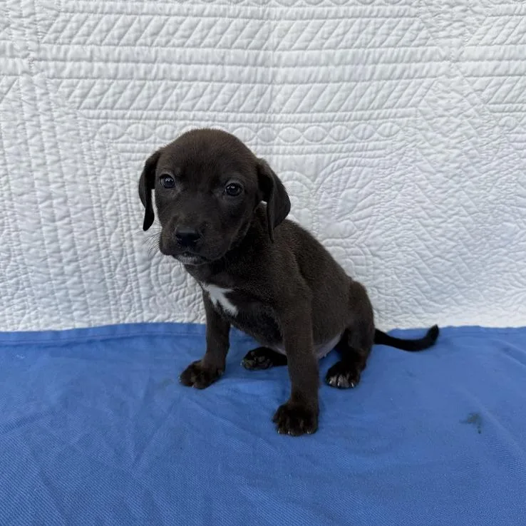 A baby small-sized male Brown / Chocolate Terrier dog named Crunchy Roll for adoption in Carencro, LA