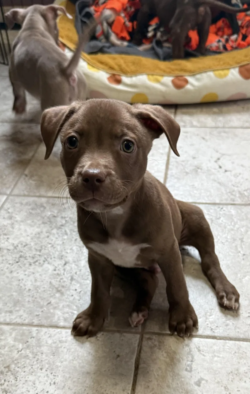 A baby large-sized male Brown / Chocolate Terrier dog named Ichabod for adoption in Kentwood, MI