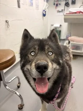 An adult large-sized male Siberian Husky dog named Jimjam for adoption in Seattle, WA