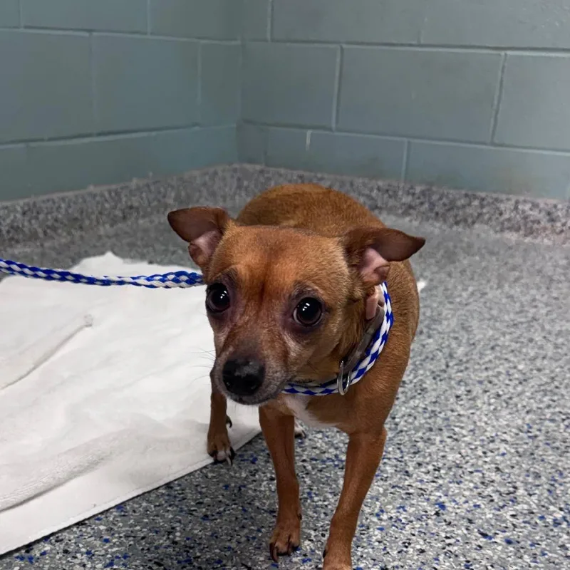 An adult small-sized female Brown / Chocolate Chihuahua dog named Harley for adoption in Greenville, SC