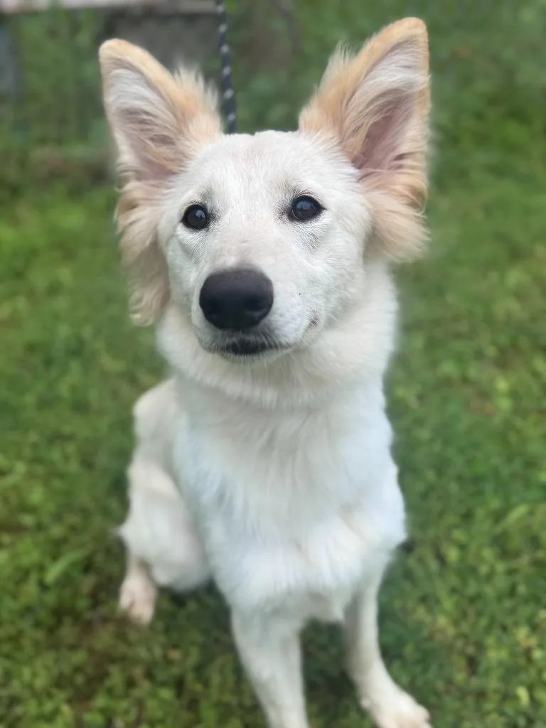 A young medium-sized female White / Cream Shepherd dog named Ellie for adoption in Honeoye Falls, NY