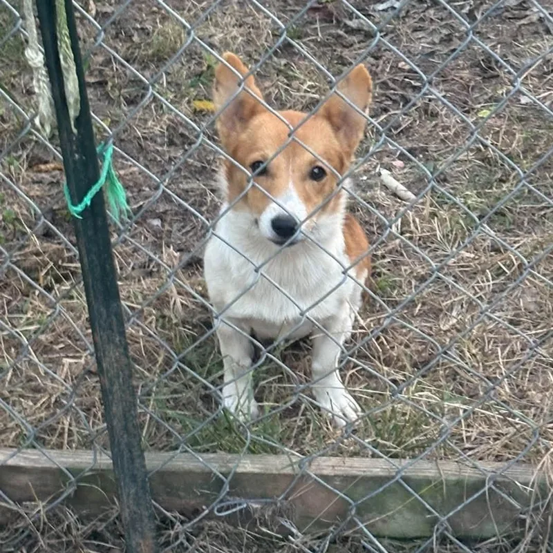 A baby medium-sized female Corgi dog named Bambi for adoption in Rogersville, TN