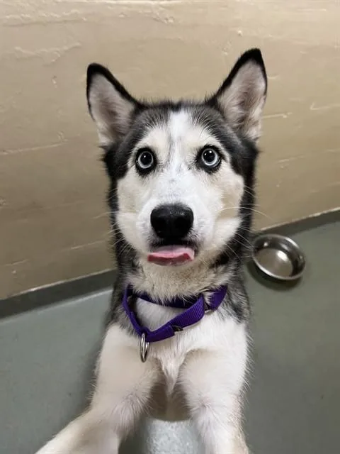 An adult medium-sized female Husky dog named Nyla for adoption in Boston, MA