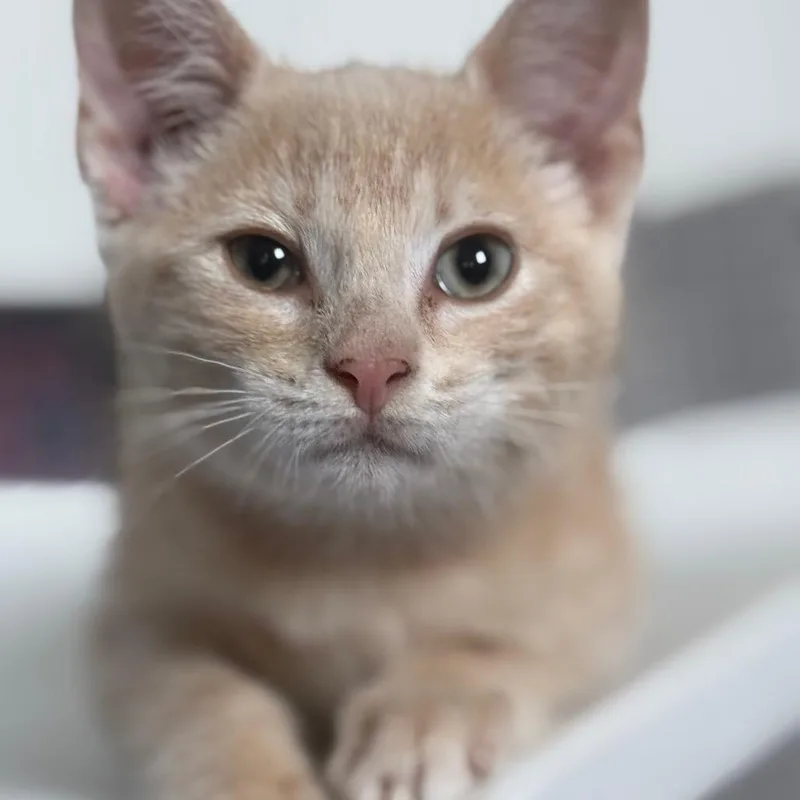 A baby small-sized male Buff / Tan / Fawn Domestic Short Hair cat named Sunny for adoption in Ridgely, MD