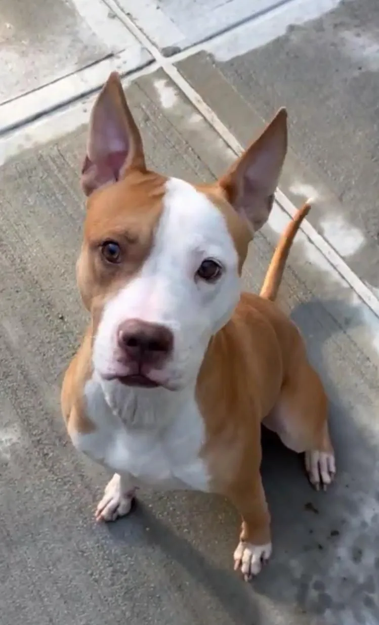 An adult medium-sized male Brown / Chocolate Mixed Breed dog named Garlic for adoption in Vassalboro, ME
