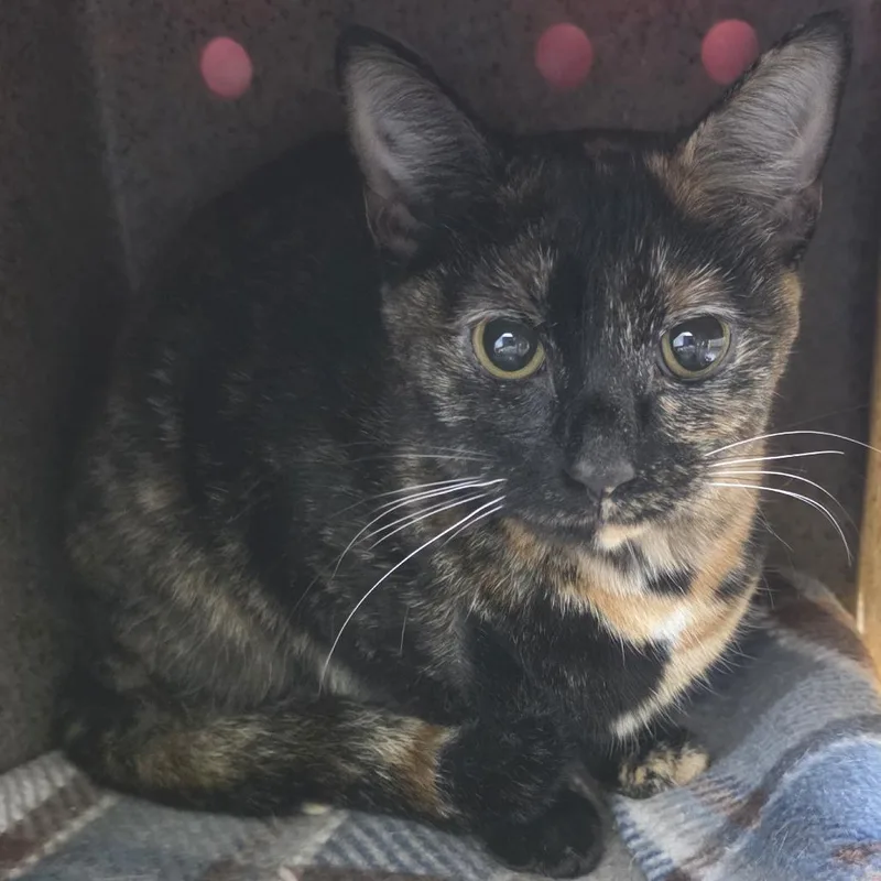 A young medium-sized female Tortoiseshell Domestic Short Hair cat named Ice Spice for adoption in Fort Wayne, IN