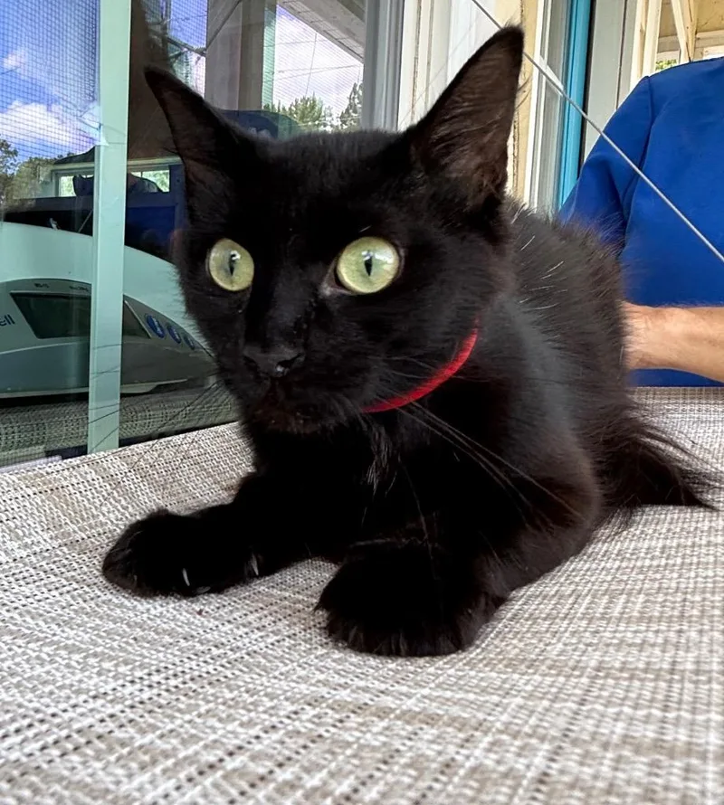 A young medium-sized female Domestic Short Hair cat named Widget for adoption in Kingsland, GA