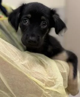 A baby small-sized male Mixed Breed dog named Ron Swanson for adoption in Honolulu, HI