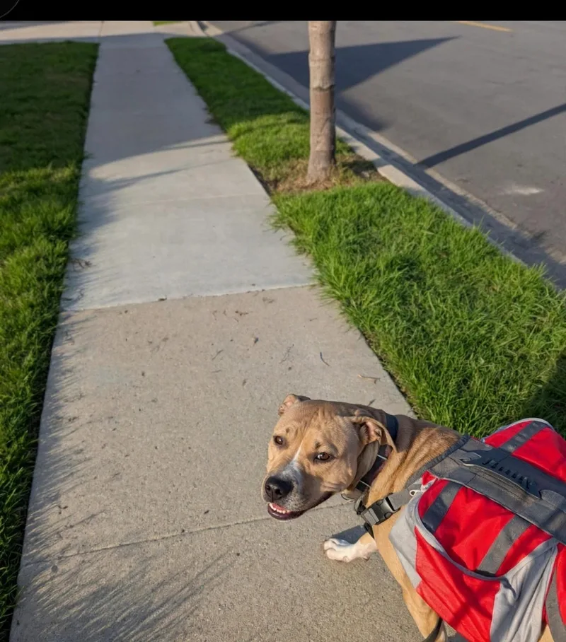 A young medium-sized male Yellow Labrador Retriever dog named Linus for adoption in Redondo Beach, CA