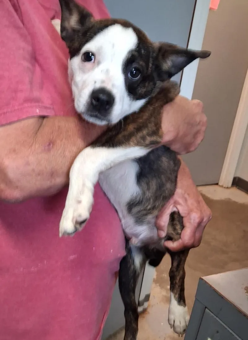 A baby small-sized male Bicolor Boston Terrier dog named Rawley for adoption in Clinton, MO