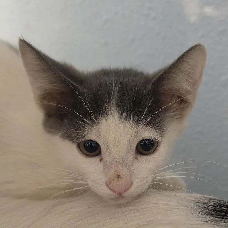 A baby small-sized female Domestic Short Hair cat named Micah for adoption in Desert Hot Springs, CA