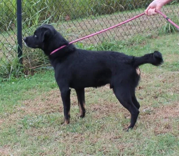 An adult medium-sized male Shepherd dog named Bear for adoption in Claremore, OK