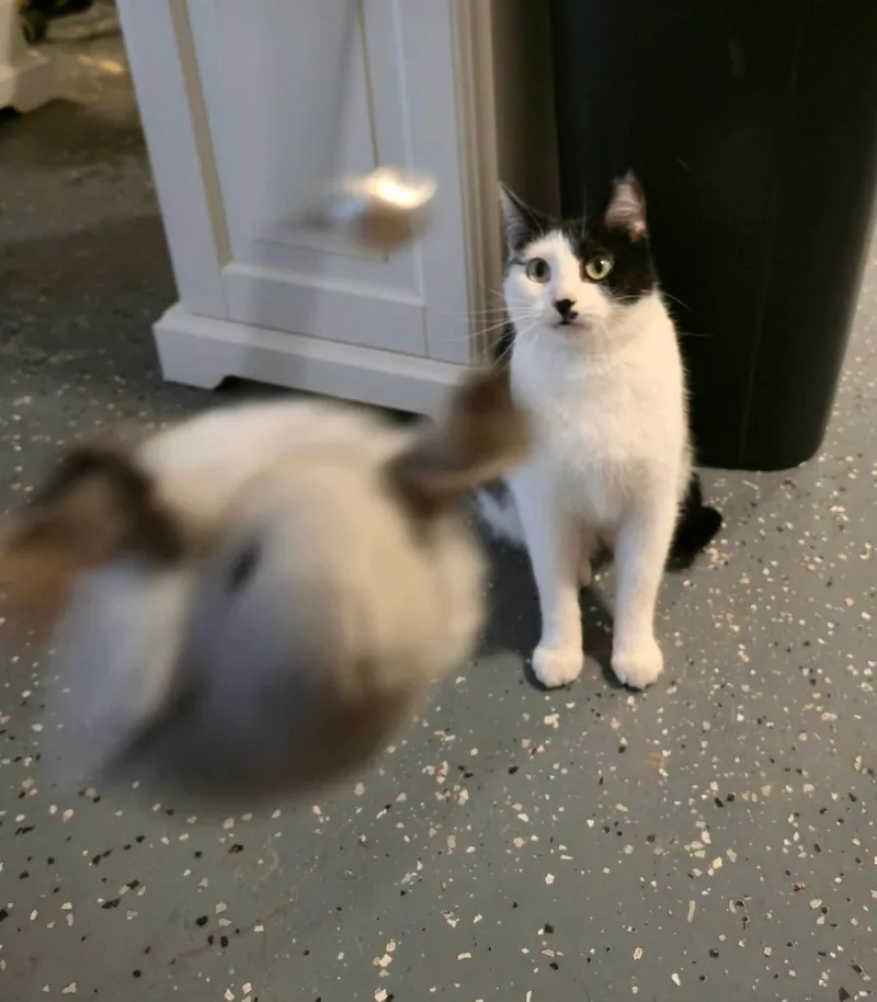 A baby medium-sized female Domestic Short Hair cat named Beanie Baby for adoption in Miami, OK
