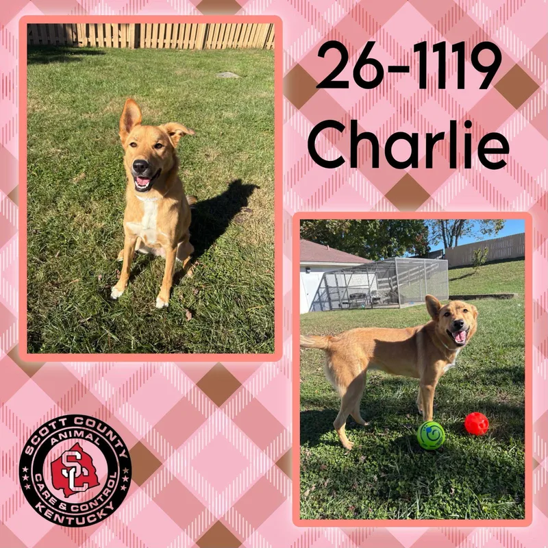 An adult large-sized female Shepherd dog named Charlie for adoption in Georgetown, KY
