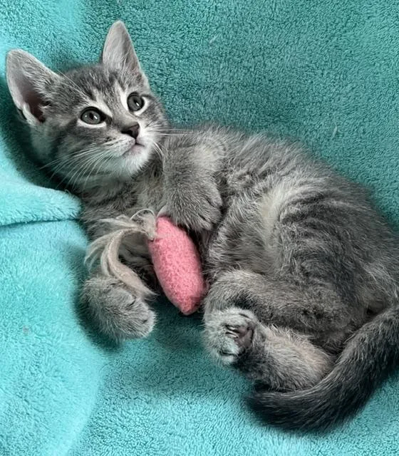A baby medium-sized male Gray & White American Shorthair cat named Cooper for adoption in Lemoyne, PA