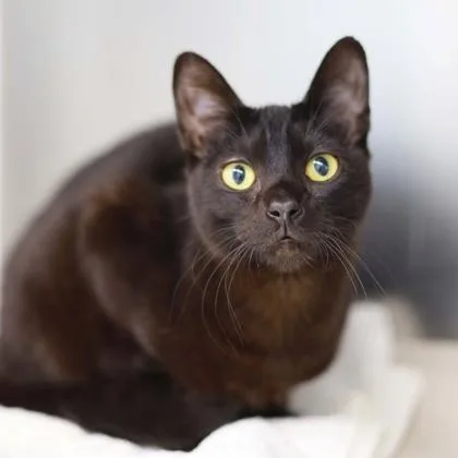 A baby small-sized male Black Domestic Short Hair cat named Sirius for adoption in Atlanta, GA