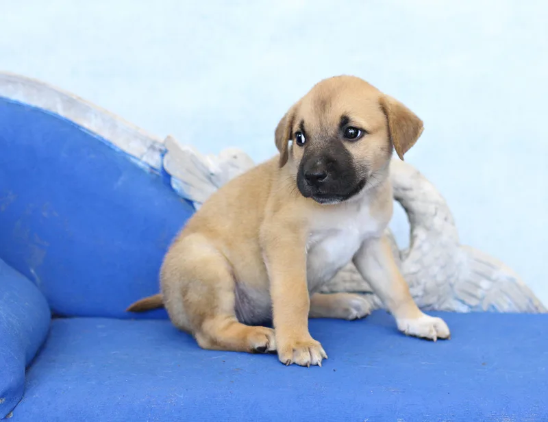 A baby large-sized female Golden German Shepherd Dog dog named Ruby for adoption in Simsbury, CT