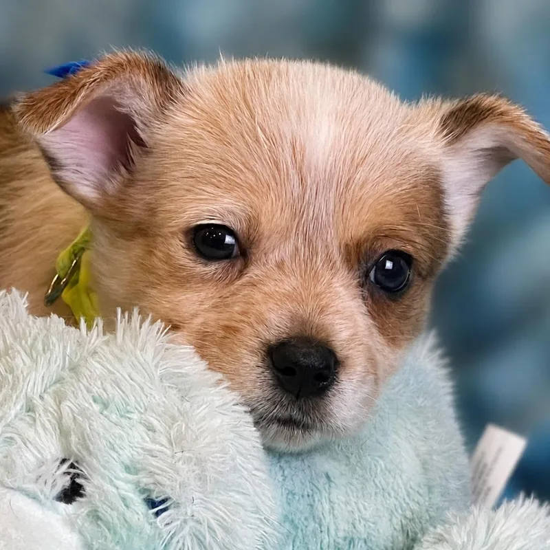 A baby small-sized male White / Cream Corgi dog named Grasshopper for adoption in Boerne, TX
