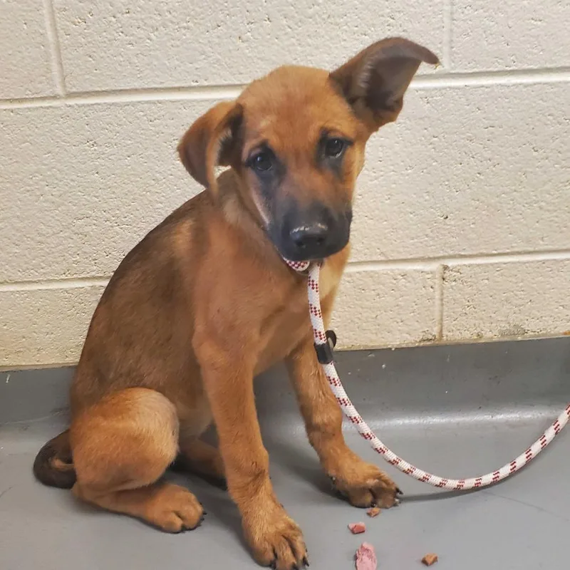 A baby small-sized female Brown / Chocolate Mixed Breed dog named Stereo for adoption in Asheville, NC