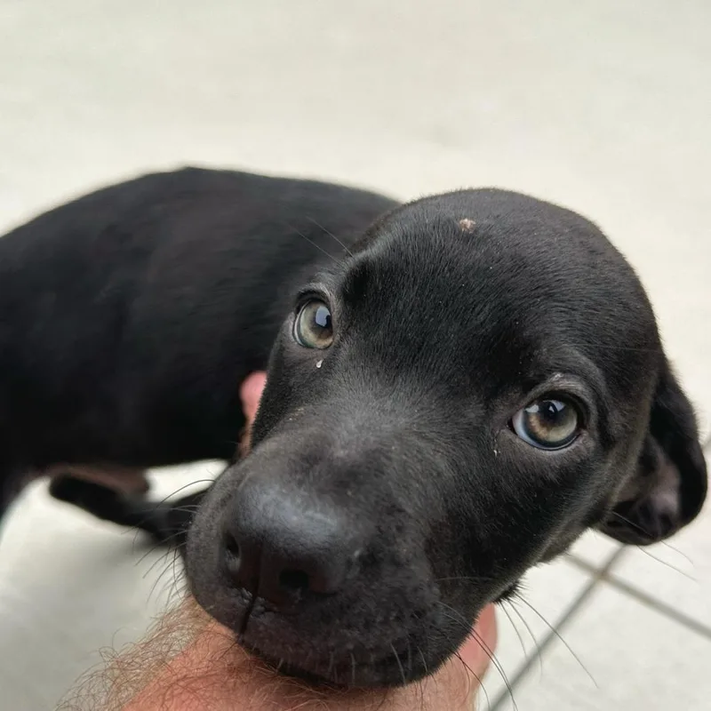 A baby small-sized male Black Labrador Retriever dog named George for adoption in Matteson, IL