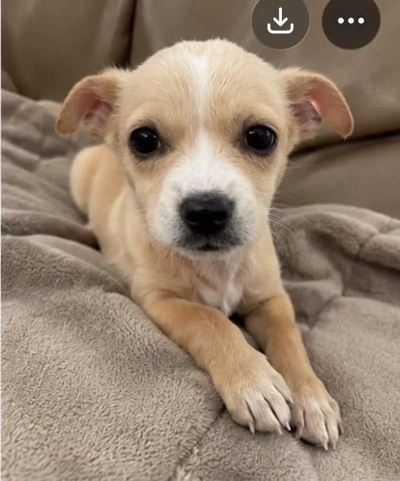 A baby small-sized male Chihuahua dog named Bumble for adoption in Corona, CA